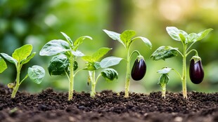 茄子幼苗茁壮成长景象