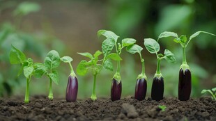 茄子幼苗破土生长景象