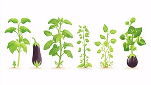 一排蔬菜幼苗插画展示