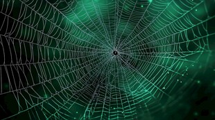 梦幻绿调蛛网特写