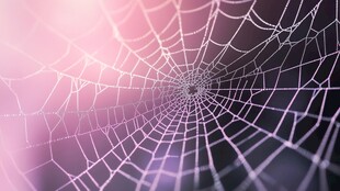 梦幻蛛网 柔和光影背景