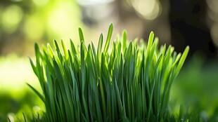 嫩绿青草生机盎然