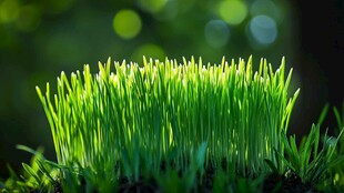 嫩绿青草生机盎然