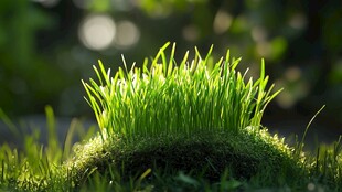 嫩绿青草生机盎然