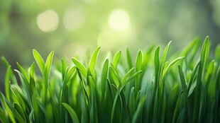 嫩绿春草生机盎然