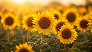 金色向日葵花海的灿烂时刻