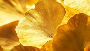 金黄银杏叶 秋日绚烂之美