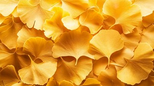 金黄银杏叶 秋日浪漫景致