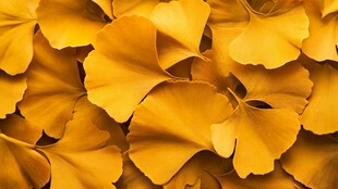 金黄银杏叶 秋日浪漫景致