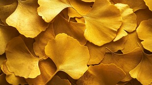 金黄银杏叶的美丽景致