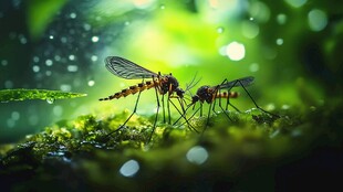 草丛中的双蚊特写