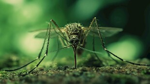 微距下的蚊子特写