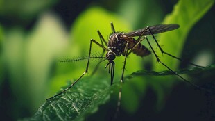 绿叶上的蚊子特写