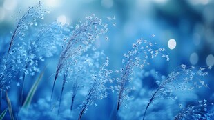 梦幻蓝调下的轻柔草穗