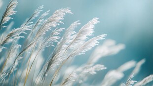 轻柔芦苇在蓝天下摇曳