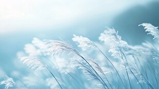 蓝调荻草 轻柔自然之美