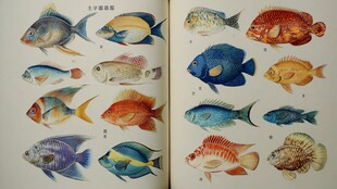 多彩鱼类图鉴展示