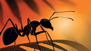 夕阳下的独行蚂蚁