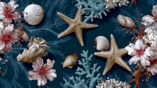 海洋花卉贝壳海星装饰画