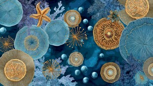 梦幻海底微观世界景象