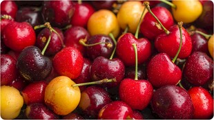 饱满多汁的多彩樱桃