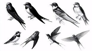 燕子姿态素描图