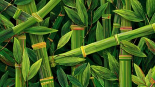 翠绿竹林生机盎然