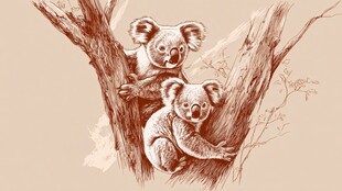 树上的考拉母子温馨画面