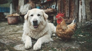 田园中狗狗与公鸡的和谐画面