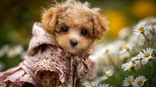 花中萌宠小泰迪