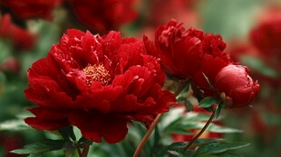 娇艳红牡丹绽放迷人风采