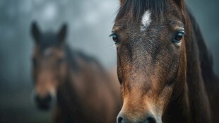 双马特写 凝视中的优雅