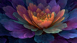 梦幻绚丽多色花卉特写