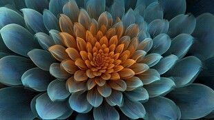 梦幻蓝橙渐变花朵特写