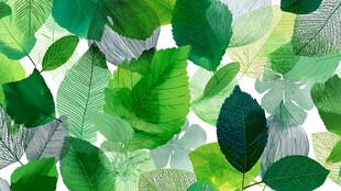 清新绿叶背景图