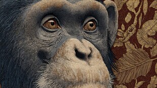 猩猩特写 神秘花纹背景