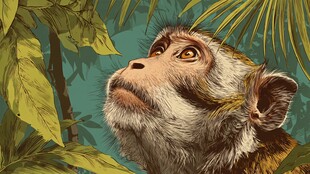 丛林中仰首的猕猴