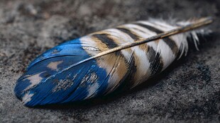 蓝白相间的精美羽毛