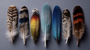 多彩斑斓的鸟类羽毛展示