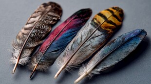 五彩斑斓的美丽羽毛