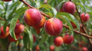 枝头硕果累累的鲜嫩桃子