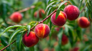 枝头鲜桃挂 色泽诱人