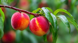 枝头鲜嫩双桃挂