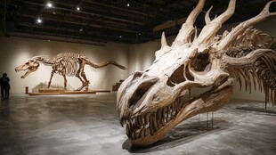 博物馆内壮观的恐龙骨架