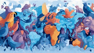 多彩鸟类环绕世界地图画面