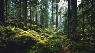 静谧森林中的苔藓覆盖之地