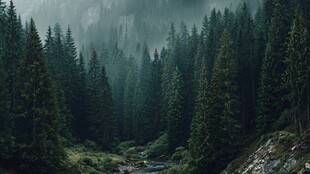 迷雾森林中的静谧溪流