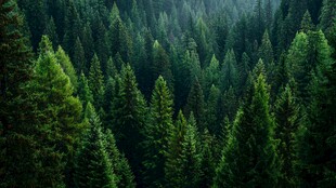 翠绿森林 自然静谧之景