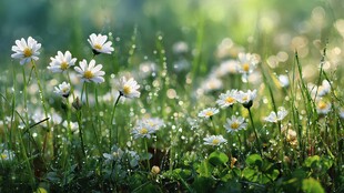 春日雏菊绽放的清新草地