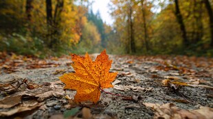 秋林小径上的独片枫叶